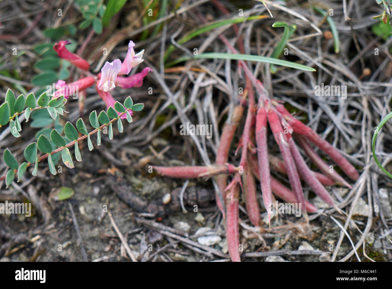 Astragalus monspessulanus fruits and flowers Stock Photo