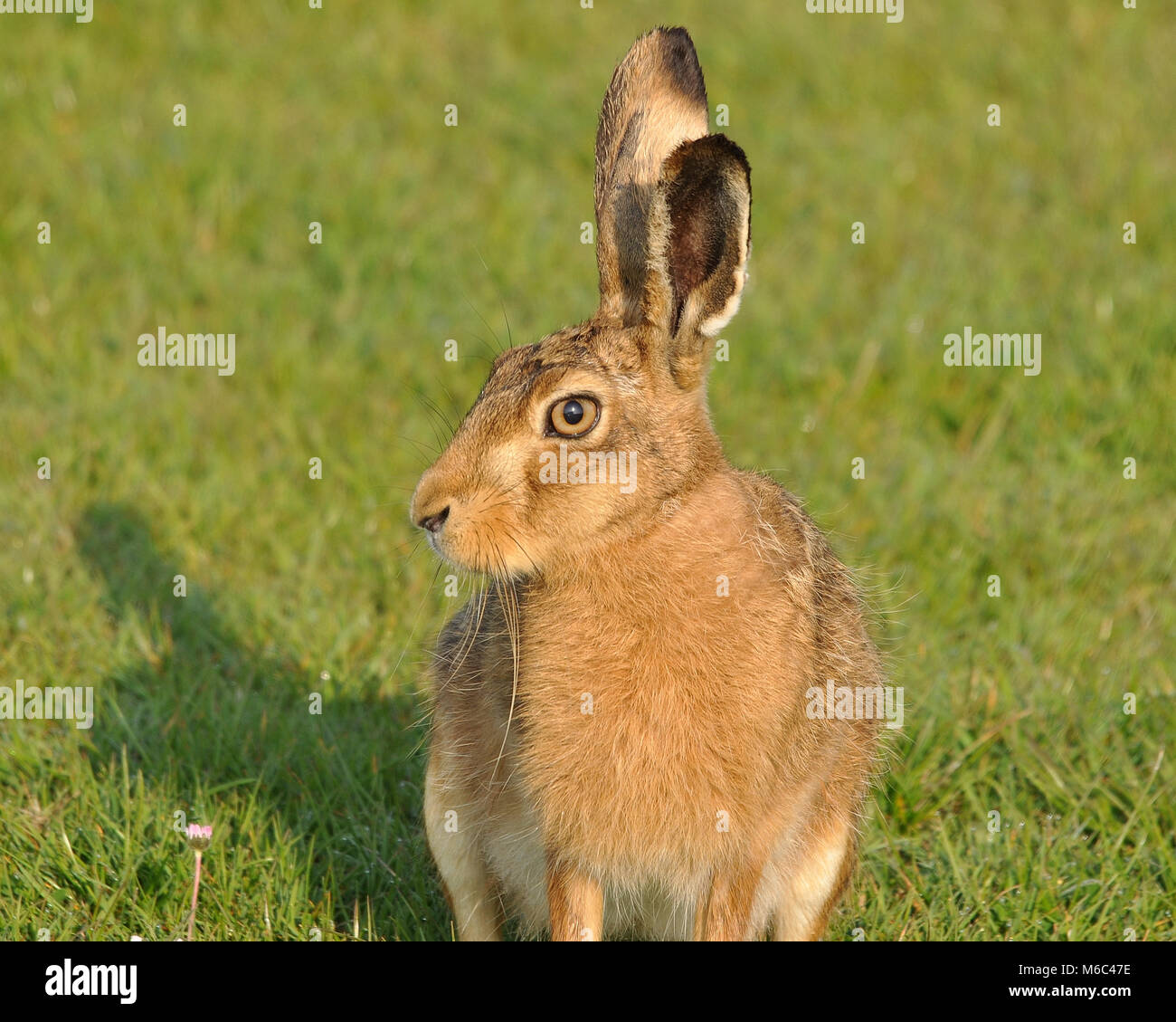 Close side on head shot of European Hare (Lepus europaeus) in bright sunshine sitting on grass. Elmley Nature Reserve, Kent Stock Photo