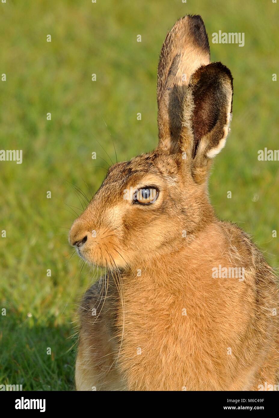 Close side on head shot of European Hare (Lepus europaeus) in bright sunshine sitting on grass. Elmley Nature Reserve, Kent Stock Photo