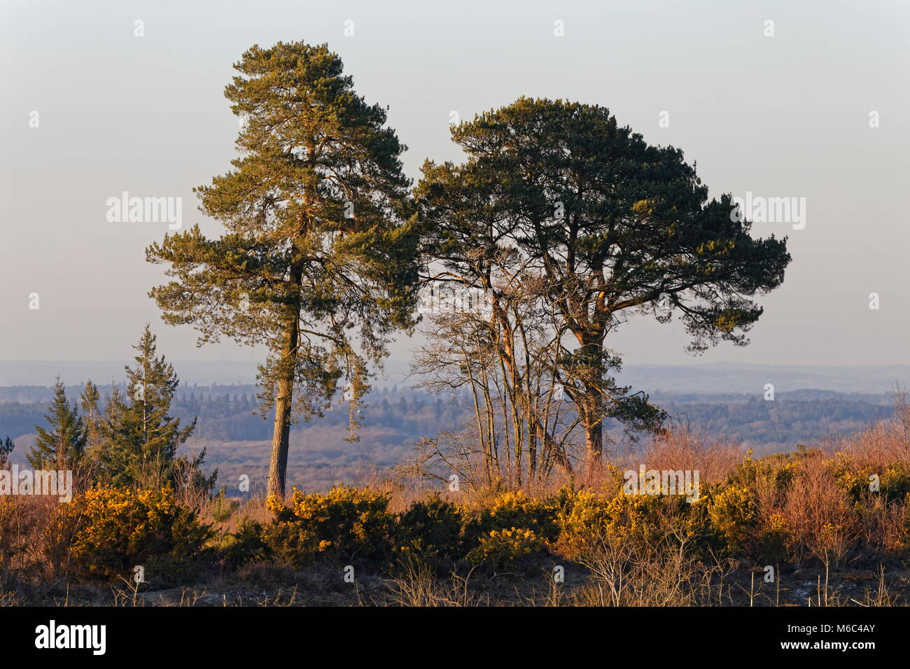 Two pine trees in golden sunlight on edge of Caesar's Camp an Iron Age hill fort straddling the border of the counties of Surrey and Hampshire. Stock Photo