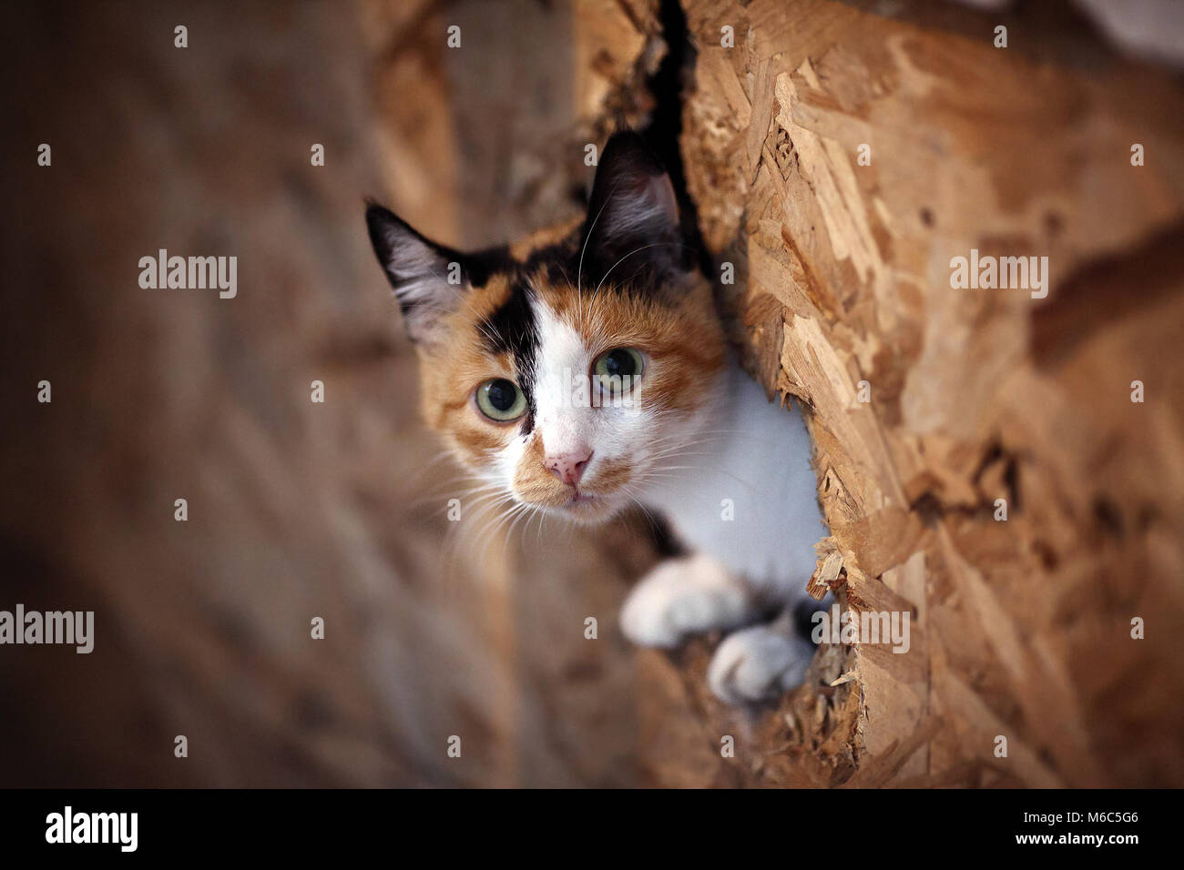 Innocent Kitty Looking to Camera Stock Photo Alamy