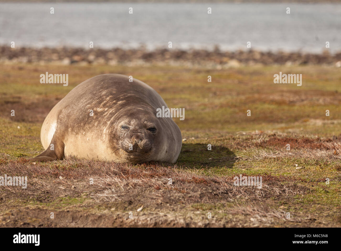Pregnant Female Elephant Seal, Falkland Islands Stock Photo Alamy