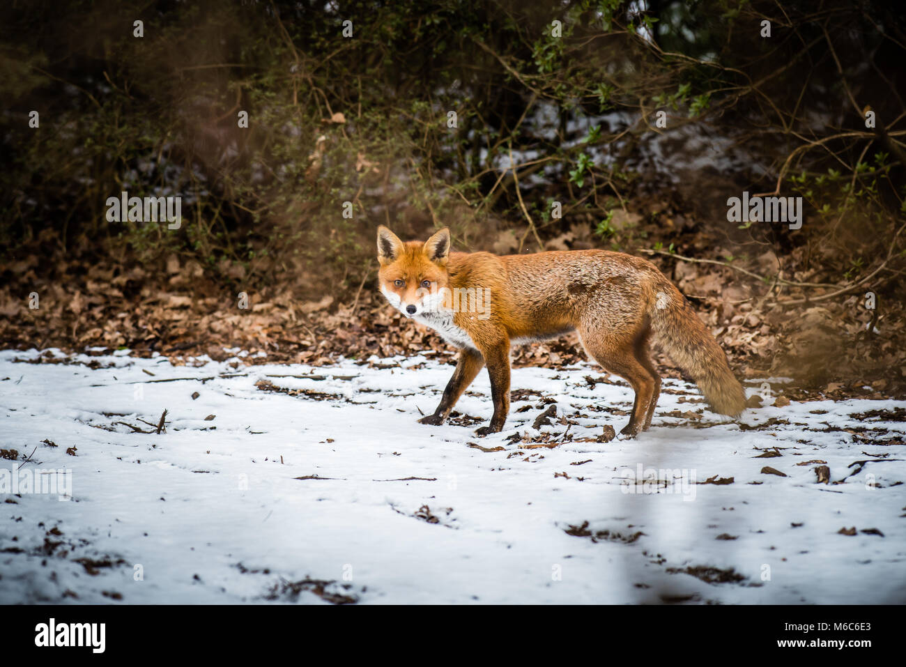 Red Fox looking for food in the snow on a woodland path in country park Stock Photo