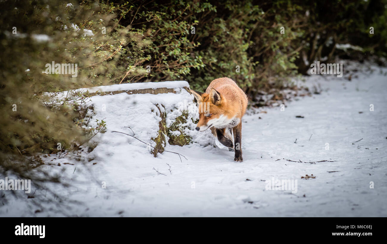 Red Fox looking for food in the snow on a woodland path in country park Stock Photo