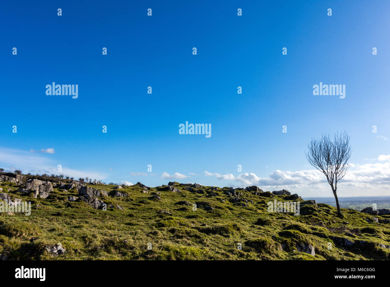 A tree under beautiful blue sky in summer day Stock Photo - Alamy