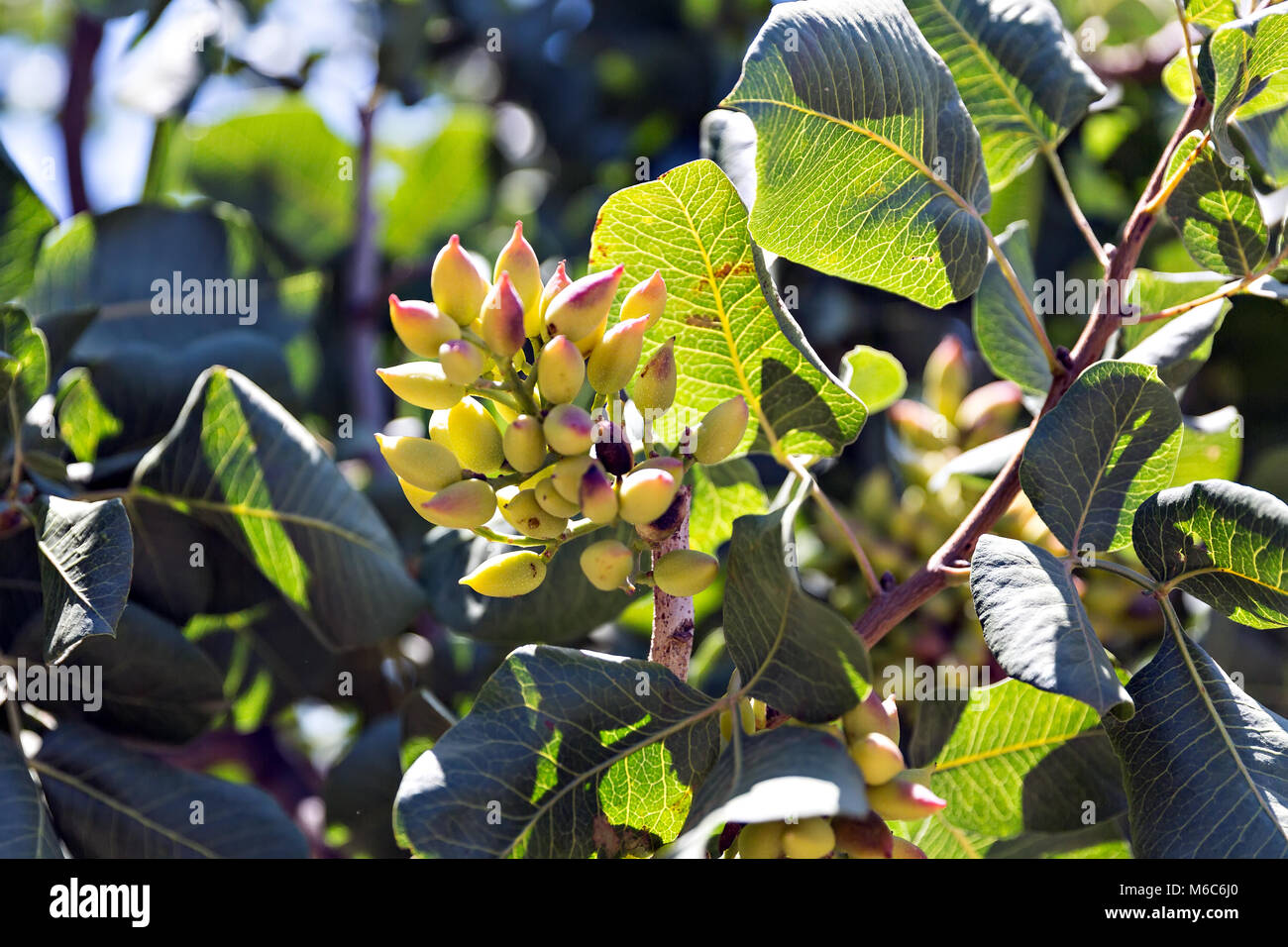 Pistachios growing on the tree in the garden Stock Photo