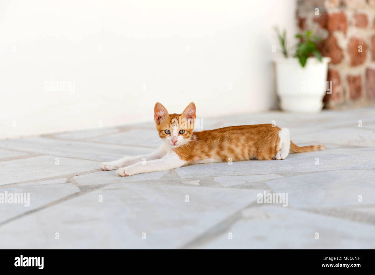 Cute Kitten Dragging Out On The Floor Stock Photo 176060349 Alamy