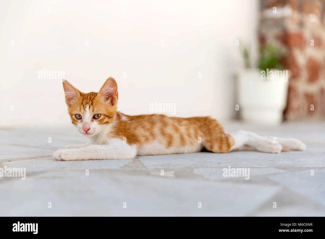Cute kitten dragging out on the floor Stock Photo Alamy