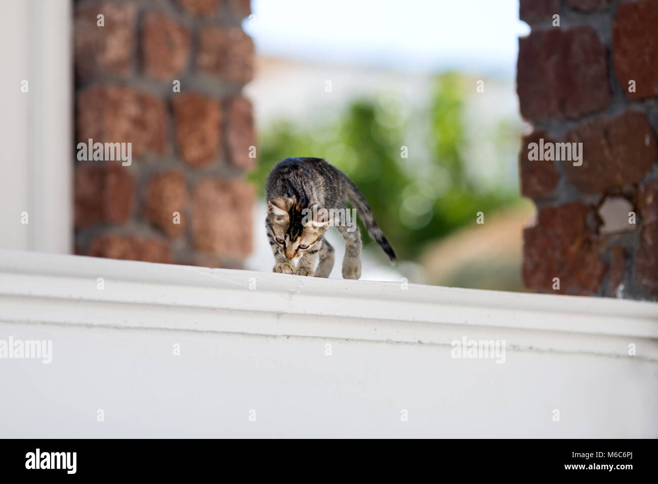 Cute little tabby kitten trying to jump from balcony balustrade Stock