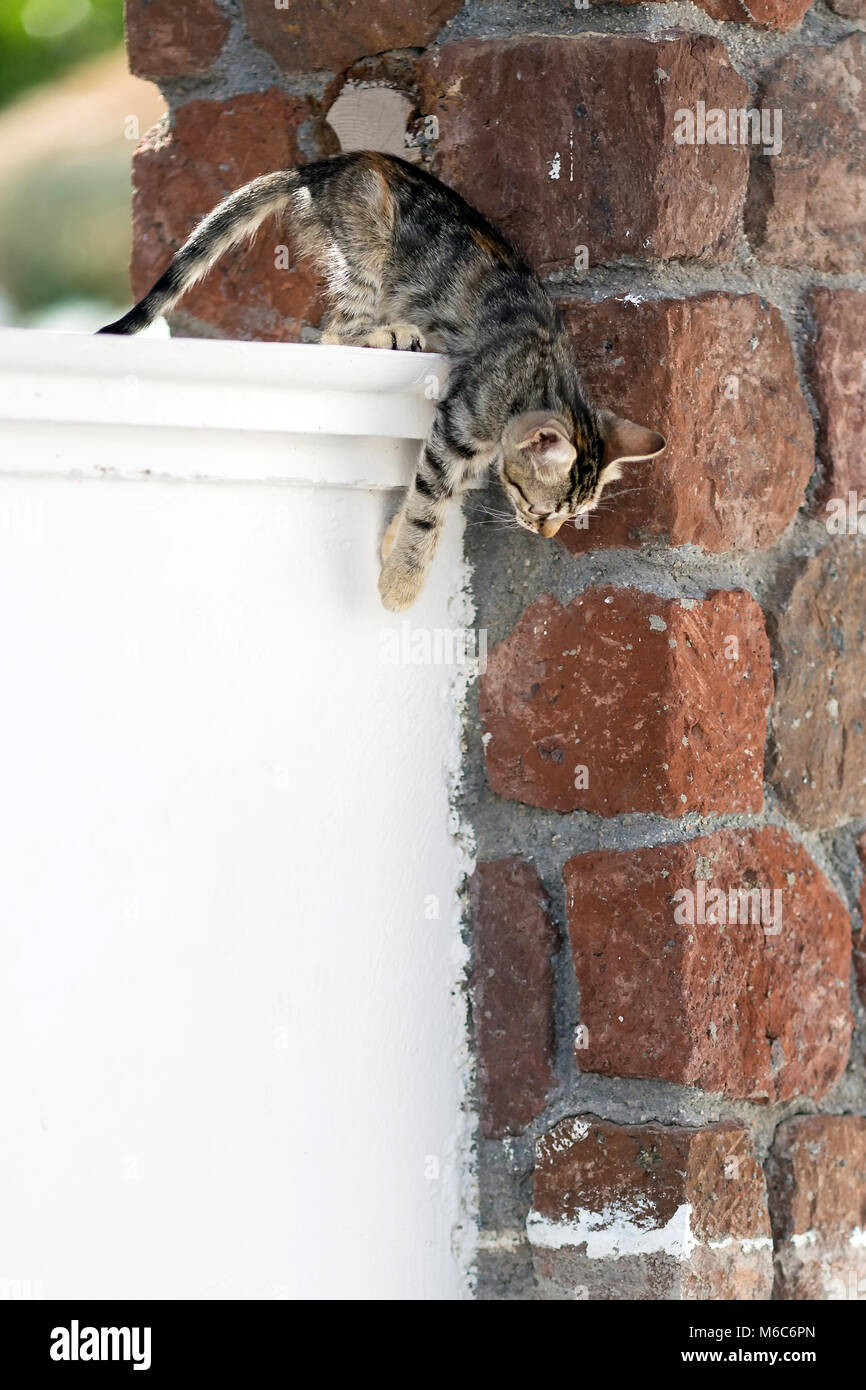 Cute little tabby kitten trying to jump from balcony balustrade Stock