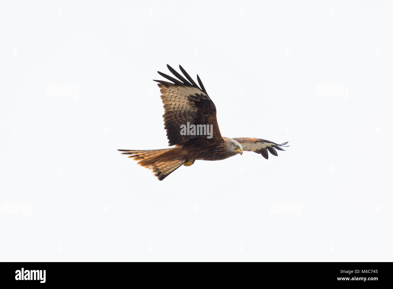 natural red kite bird in flight (milvus milvus), spread wings, white