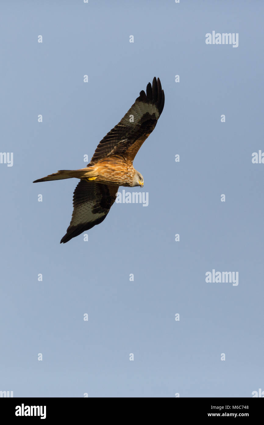 flying natural red kite bird (milvus milvus), blue sky, open wings, sunlight, high size Stock Photo