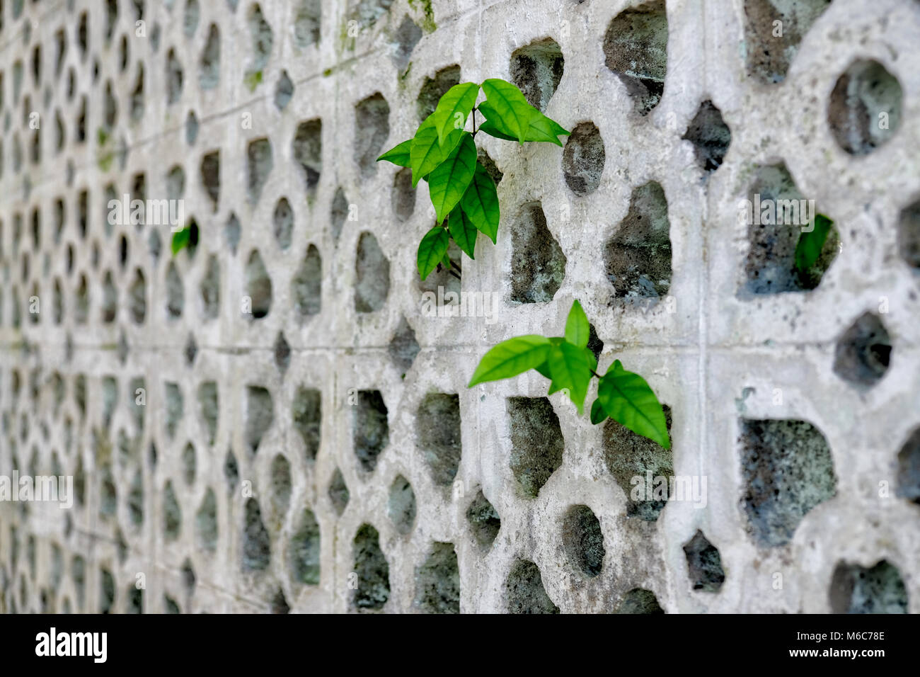 Little plant's green leaves appear out of the brick's holes Stock Photo