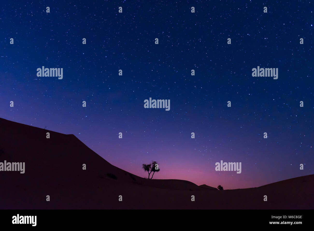 night sky in dubai desert with tree and stars Stock Photo
