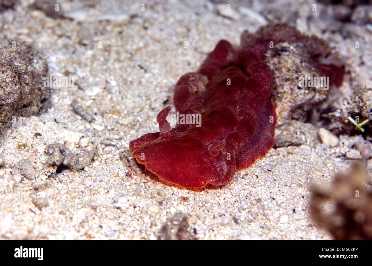 Nudibranch Spanish dancer (Hexabranchus sanguineus ).  Picture was taken in Moalboal, Philippines Stock Photo