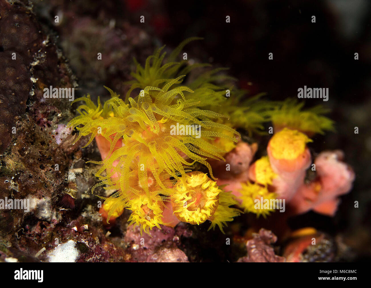 Soft coral Actiniaria. Picture was taken in Moalboal, Philippines Stock Photo