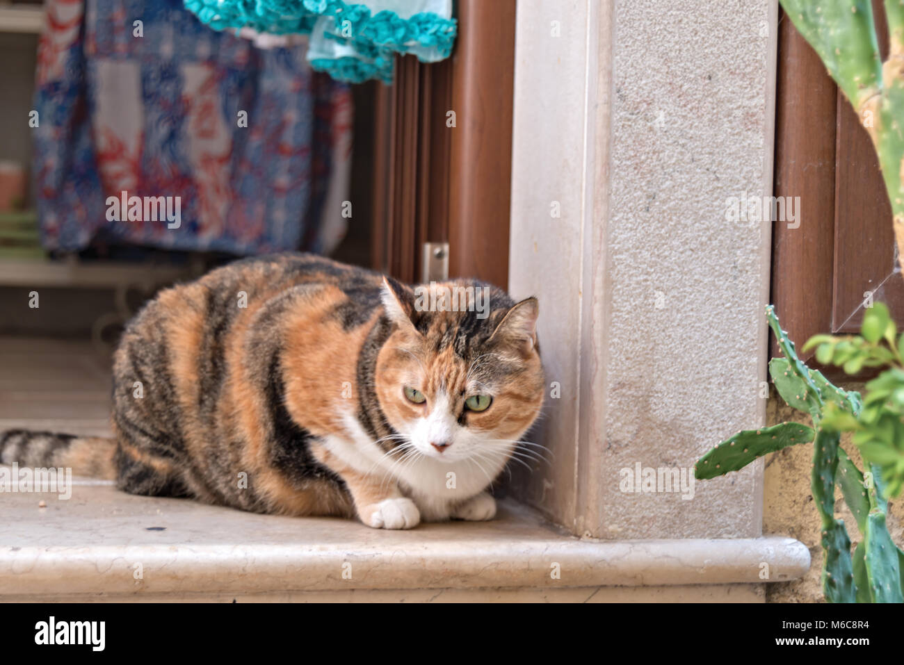 cat on the doorstep Stock Photo Alamy