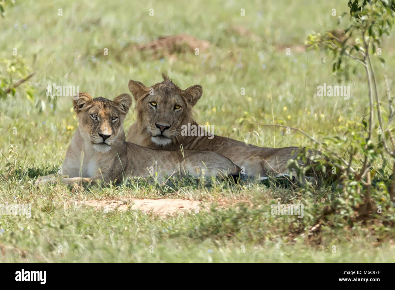 Lion & Lioness, 'Murchison's Falls National Park', Uganda, Africa Stock Photo