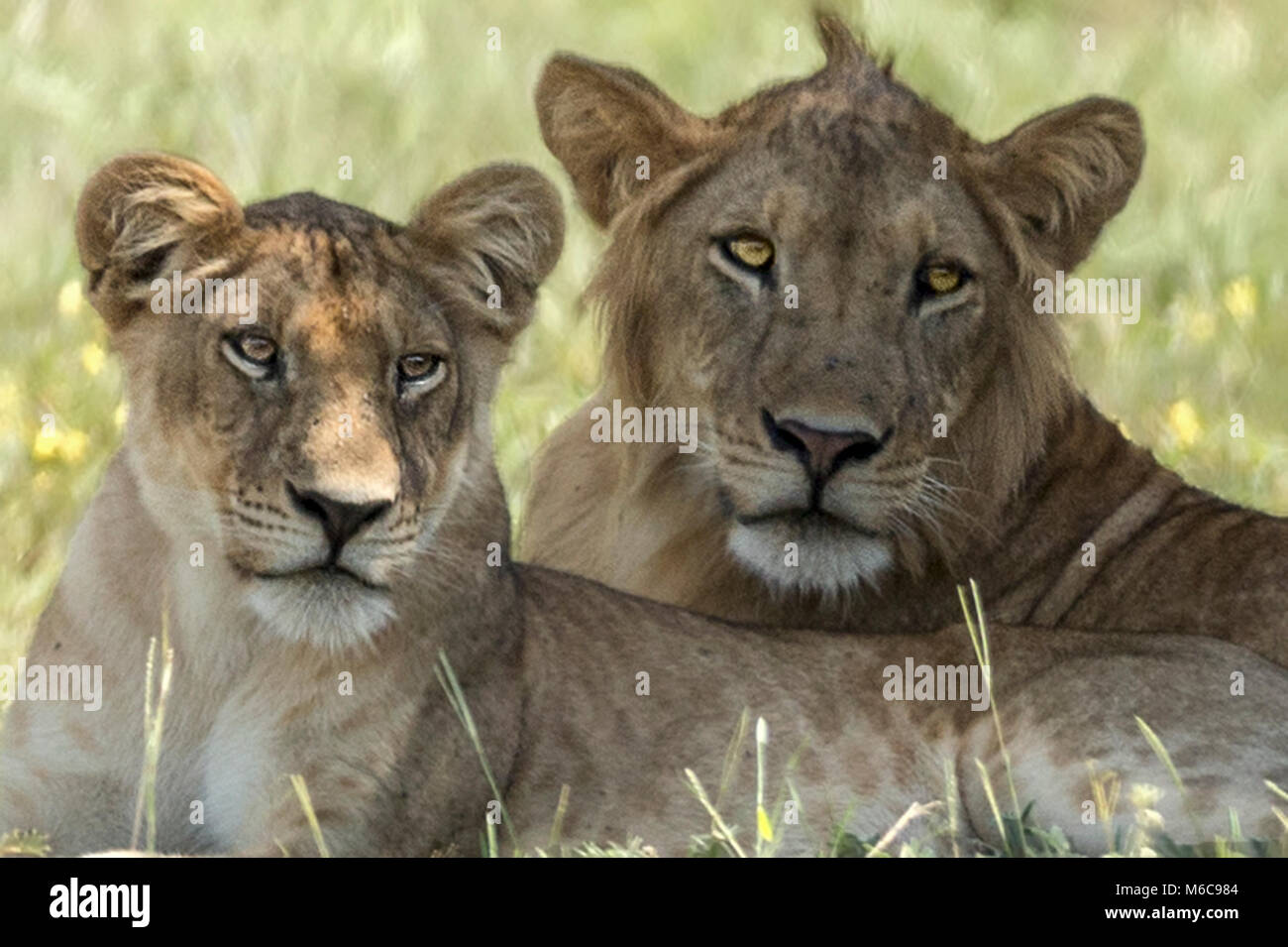 Lion & Lioness, 'Murchison's Falls National Park', Uganda, Africa Stock Photo