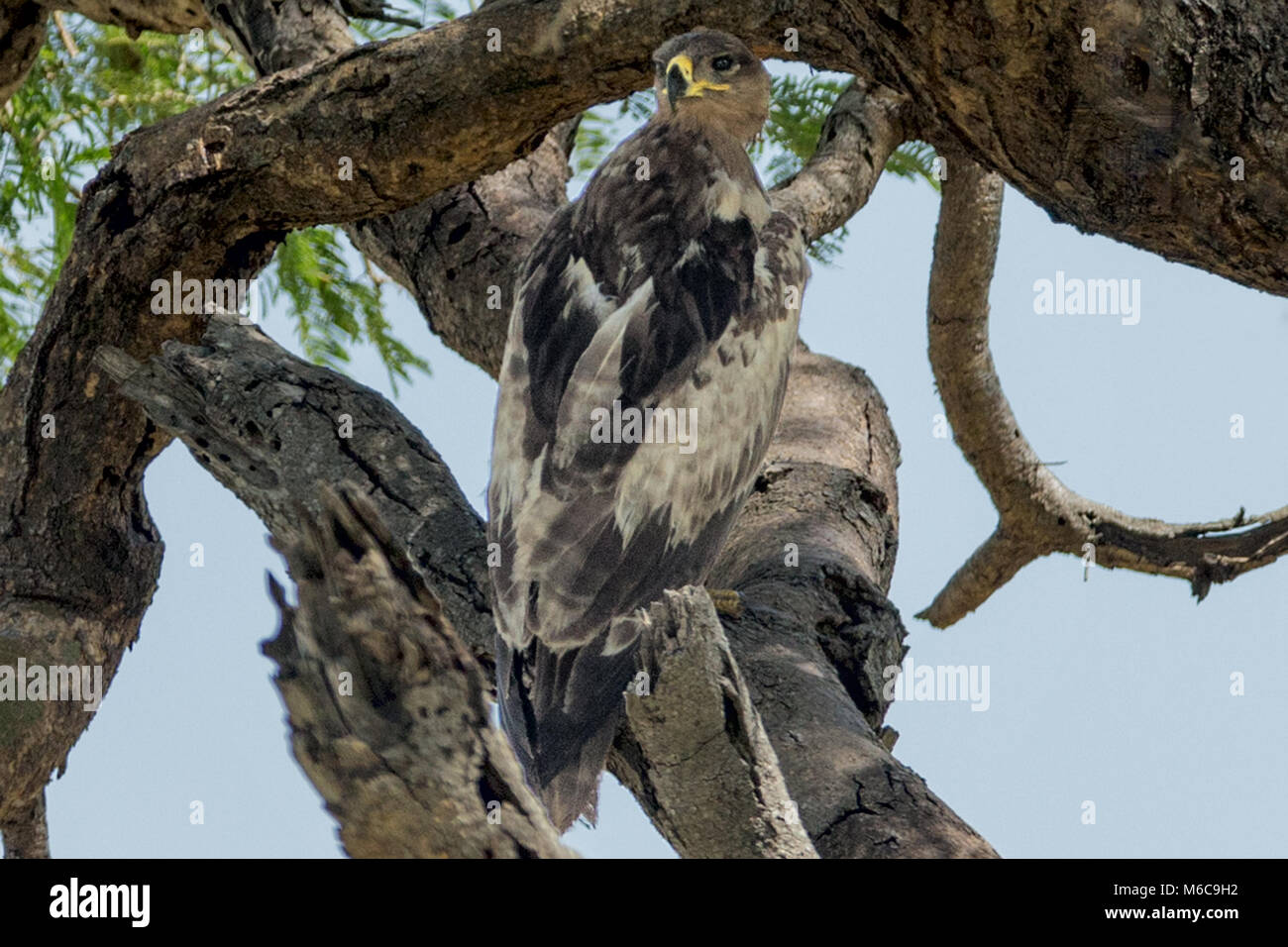 Immature African fish eagle (Haliaeetus vocifer) 'Murchison's Falls National Park', Uganda, Africa Stock Photo
