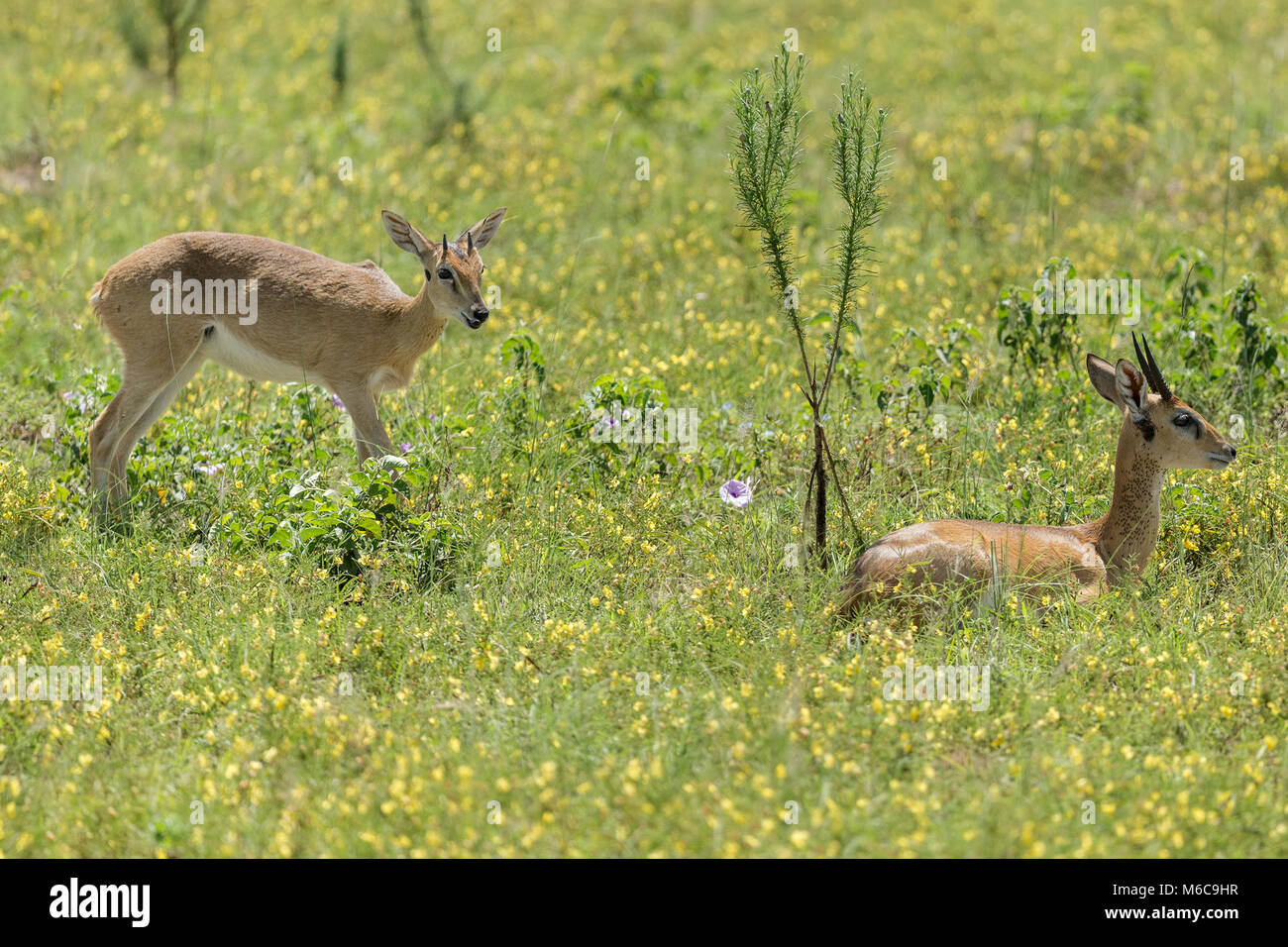Yound and adult males, Oribi (Ourebia ourebi) antelope 'Murchison's Falls National Park', Uganda, Africa Stock Photo
