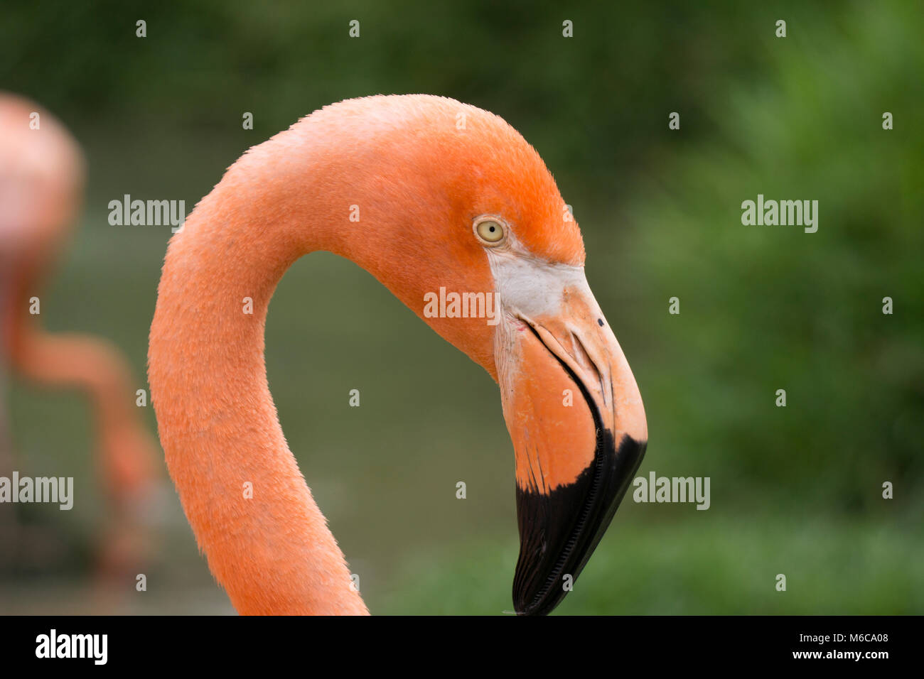 san-diego-zoo-animals-stock-photo-alamy