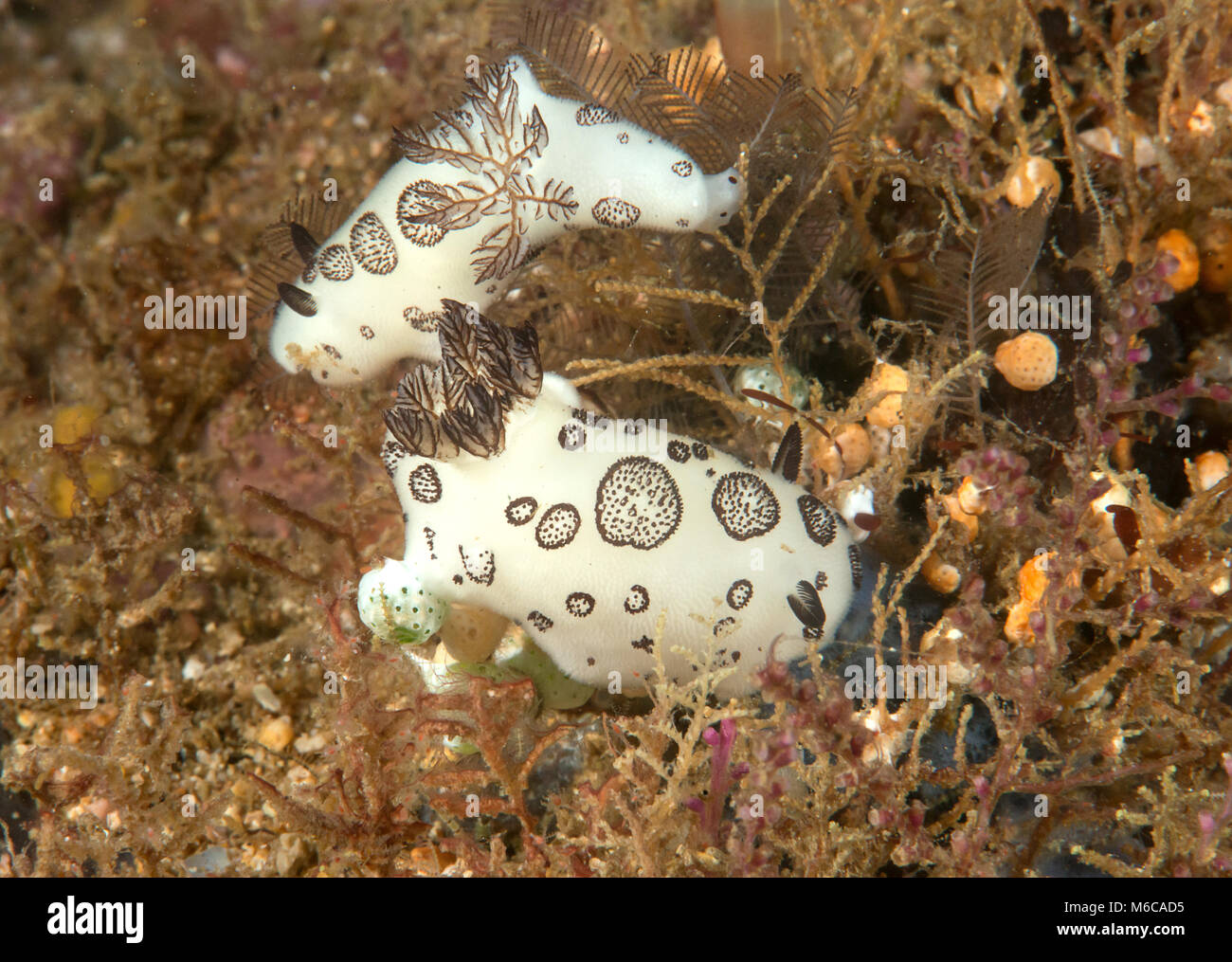 Jorunna funebris nudibranch crawling on sea bottom of Bali Stock Photo