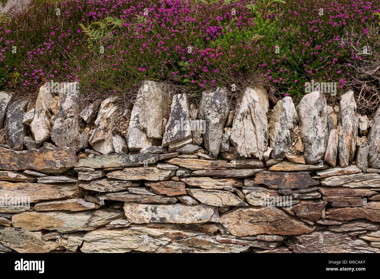 Drystone wall and heather on Anglesey, North Wales Stock Photo