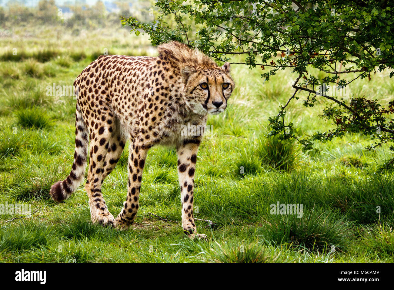 Cheetah walking hires stock photography and images Alamy