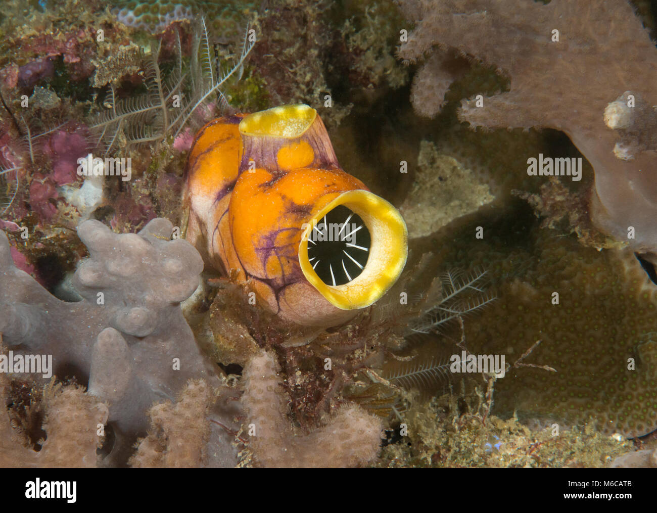 Gold-mouth sea squirt , ink spot sea squirt , Polycarpa aurata ) resting on coral reef of Raja Ampat Stock Photo