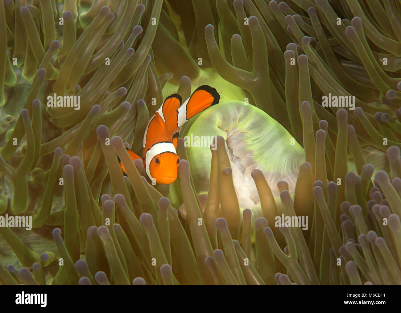 Ocellaris clownfish ( Aphiprion ocellaris ) or false clown anemonefish shelters itself among the venomous tentacles of a Heteractis magnifica Stock Photo