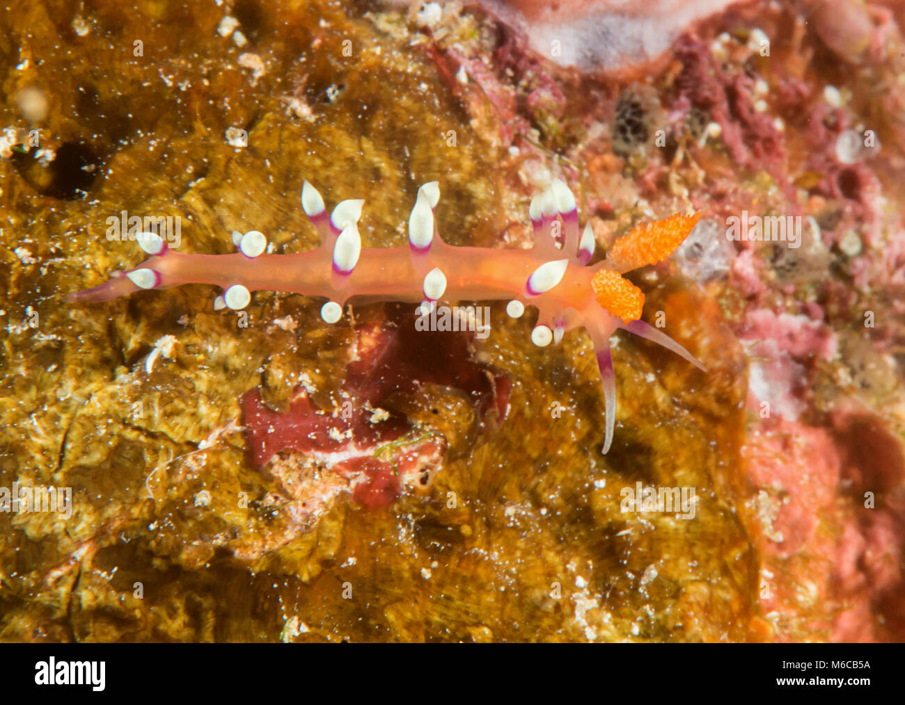 Much-desired flabellina or desirable flabellina ( Flabellina exoptata ) crawling on coral reef of Bali, Indonesia Stock Photo
