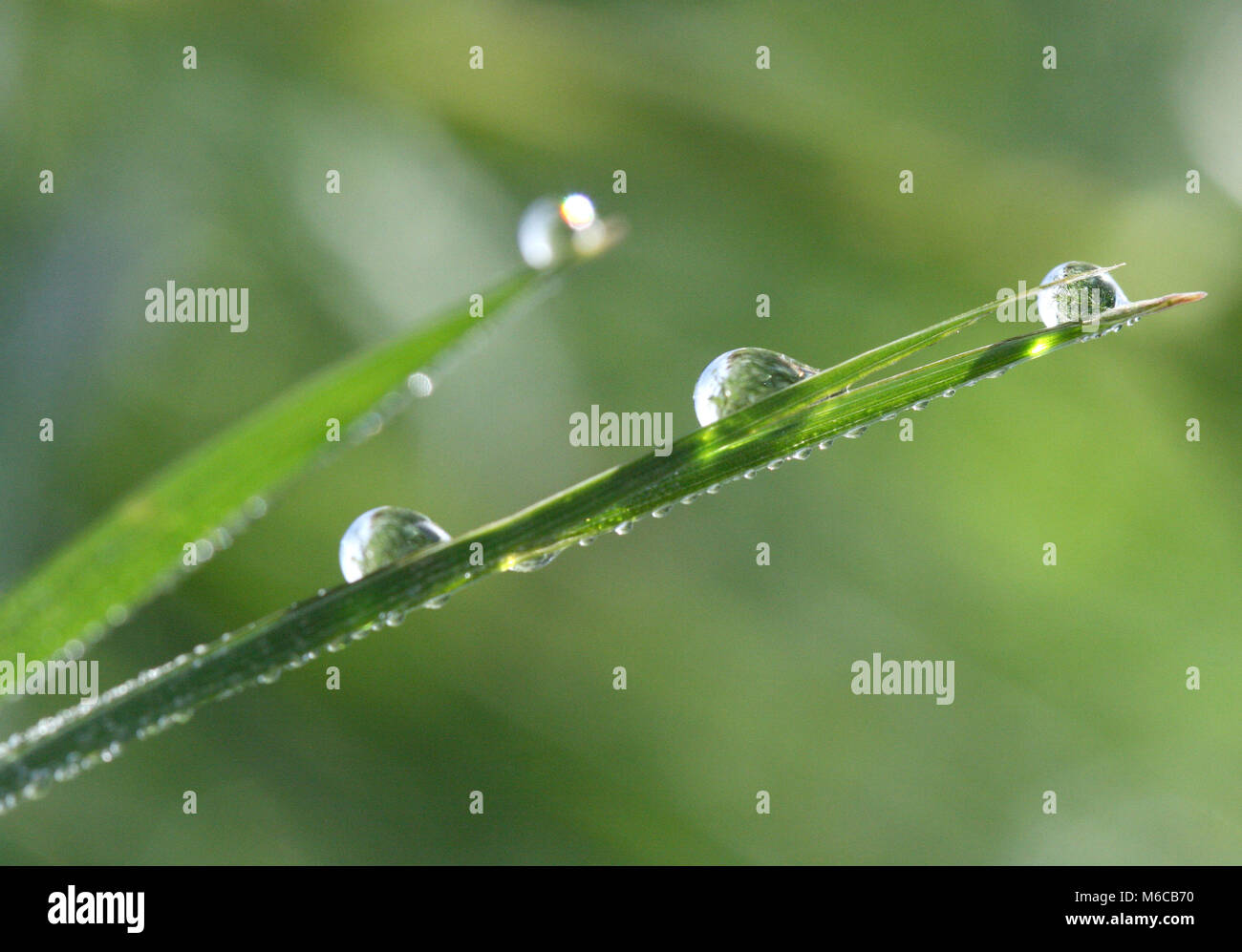 Picture of a Morning waterdrops on a grass leaves Stock Photo - Alamy