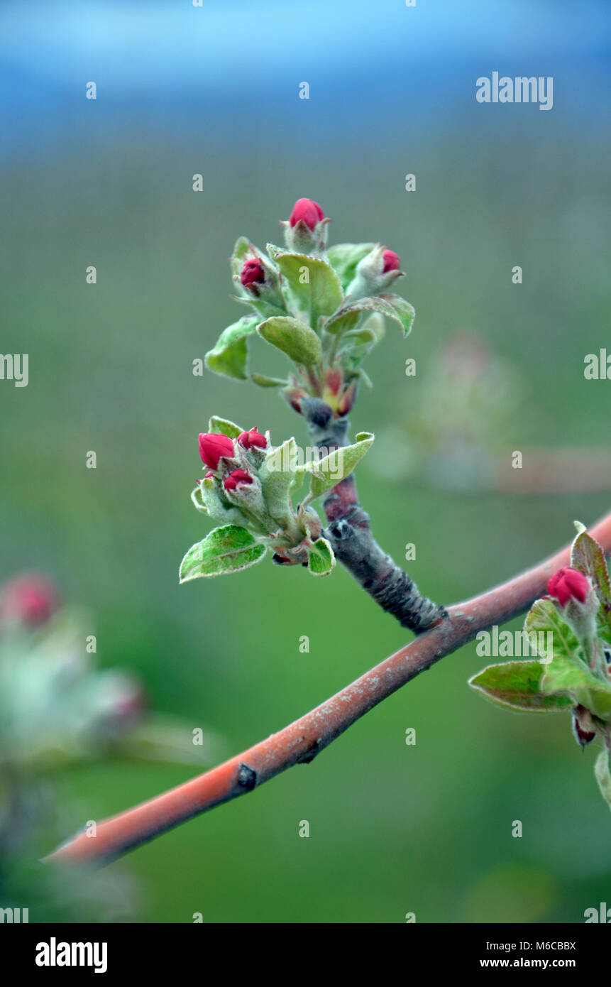 Picture of a Apple tree in blossom. Fruit orchard. Stock Photo