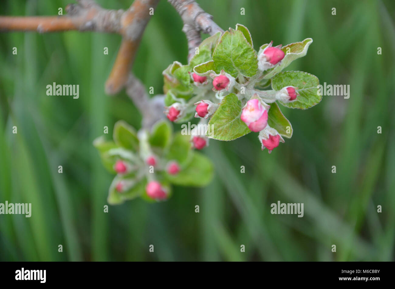 Picture of a Apple tree in blossom. Fruit orchard. Stock Photo