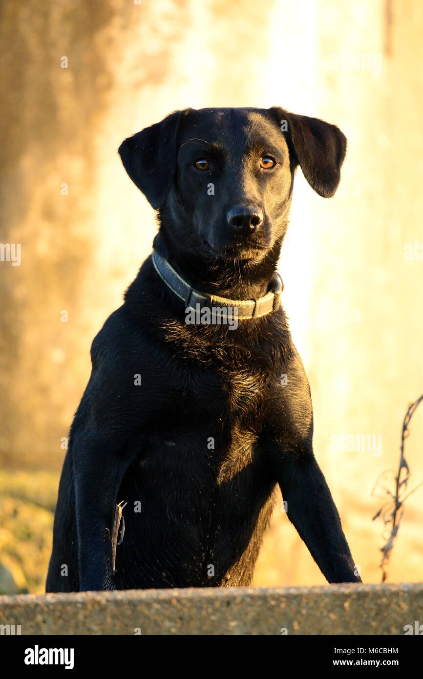 Black labrador retriever standing hires stock photography and images