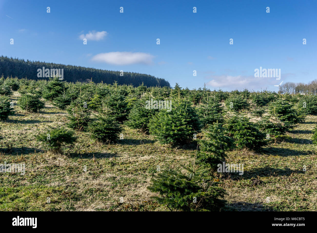 Young pine trees being grown by the forrestry commission near Holme Styes Reservoir, Holmfirth, West Yorkshire. Stock Photo