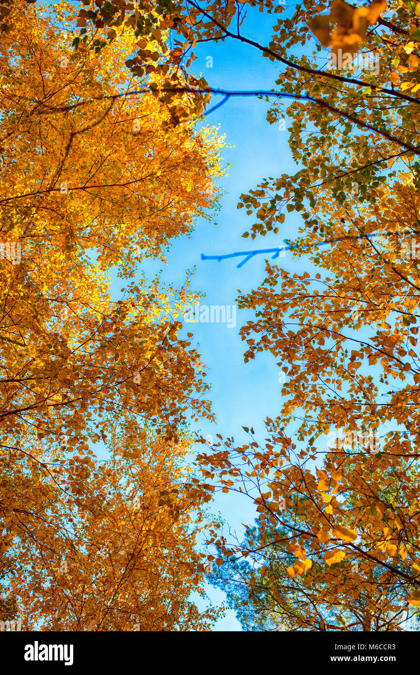 Autumn birch trees with yellow leaves against blue sky. Non-urban scene ...