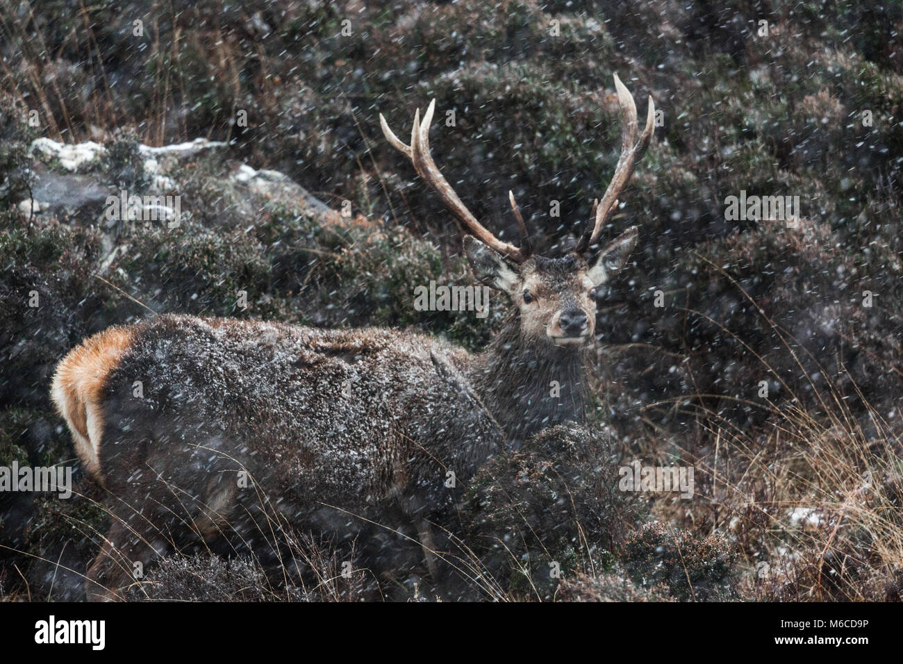 Red Deer stag in snow, Applecross, Scotland. Stock Photo