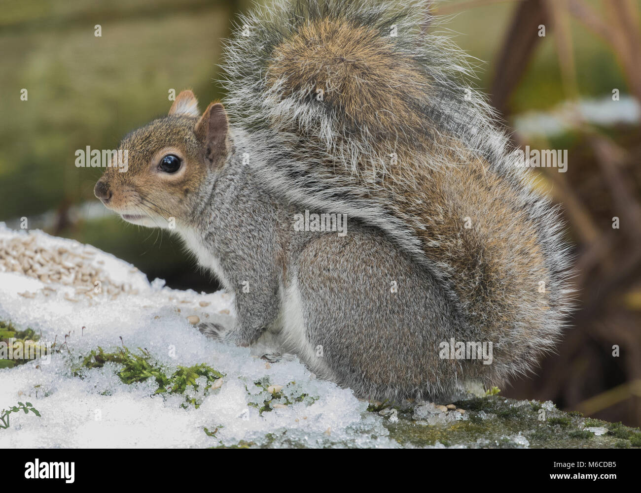 A grey squirrel (UK) in the snow Stock Photo - Alamy