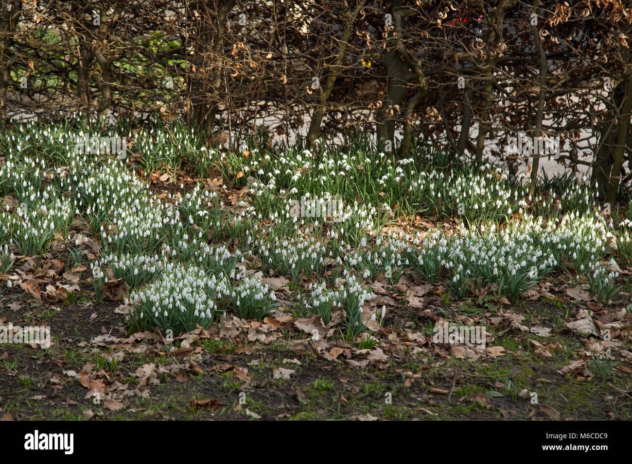 Snowdrops (galanthus) in abundance in a winter flower bed. Stock Photo