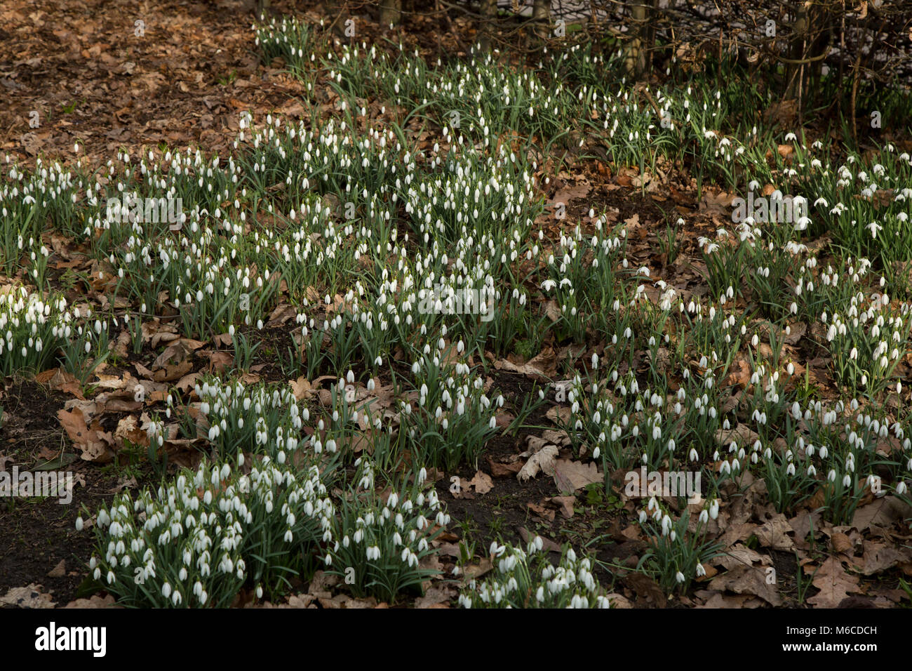 Snowdrops (galanthus) in abundance in a winter flower bed. Stock Photo