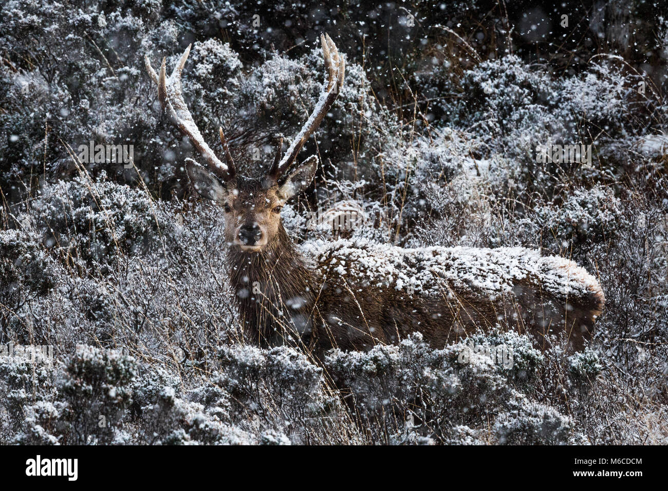 Red Deer stag in snow, Applecross, Scotland. Stock Photo