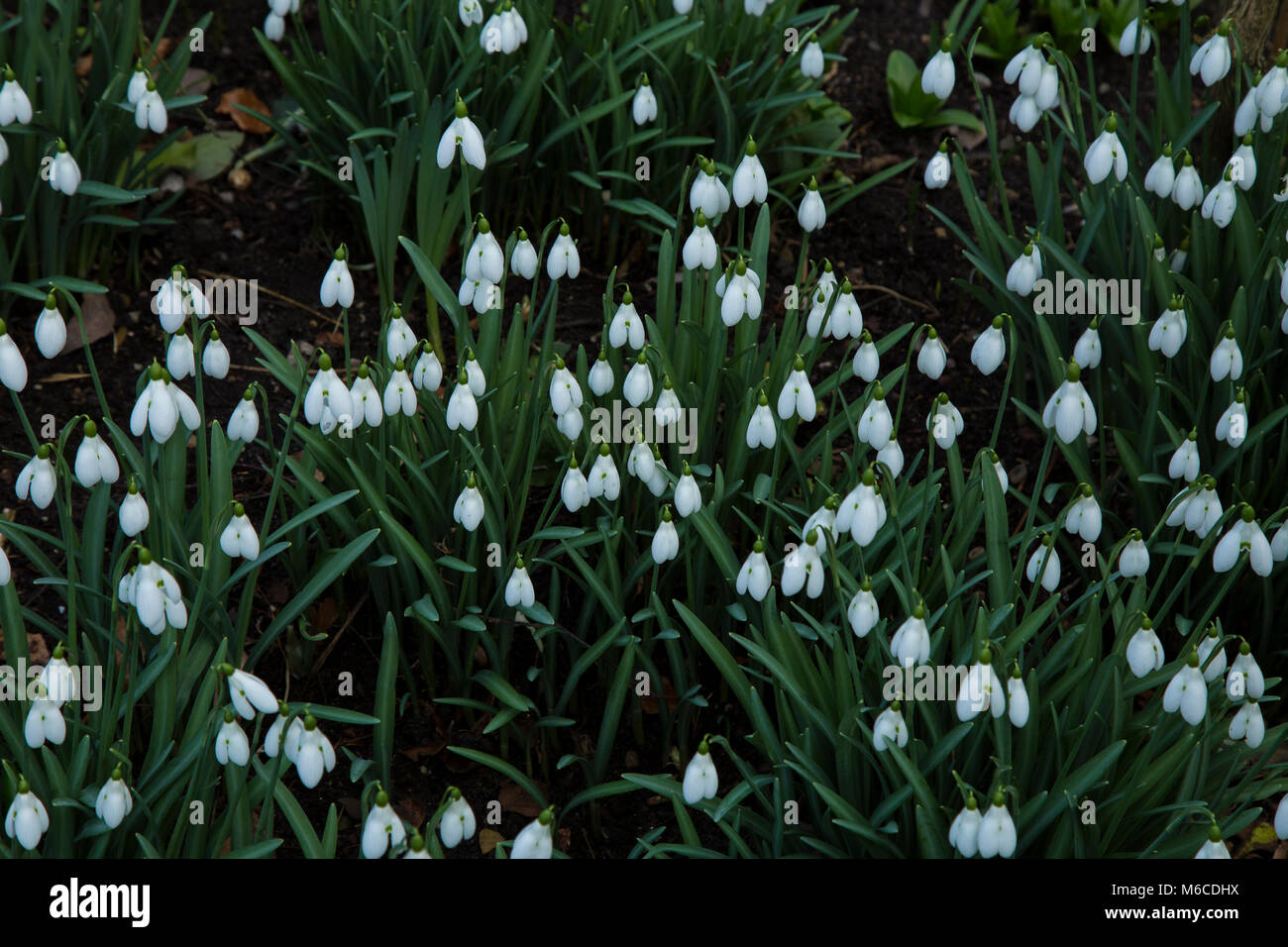 Snowdrops in Yorkshire, England. Stock Photo