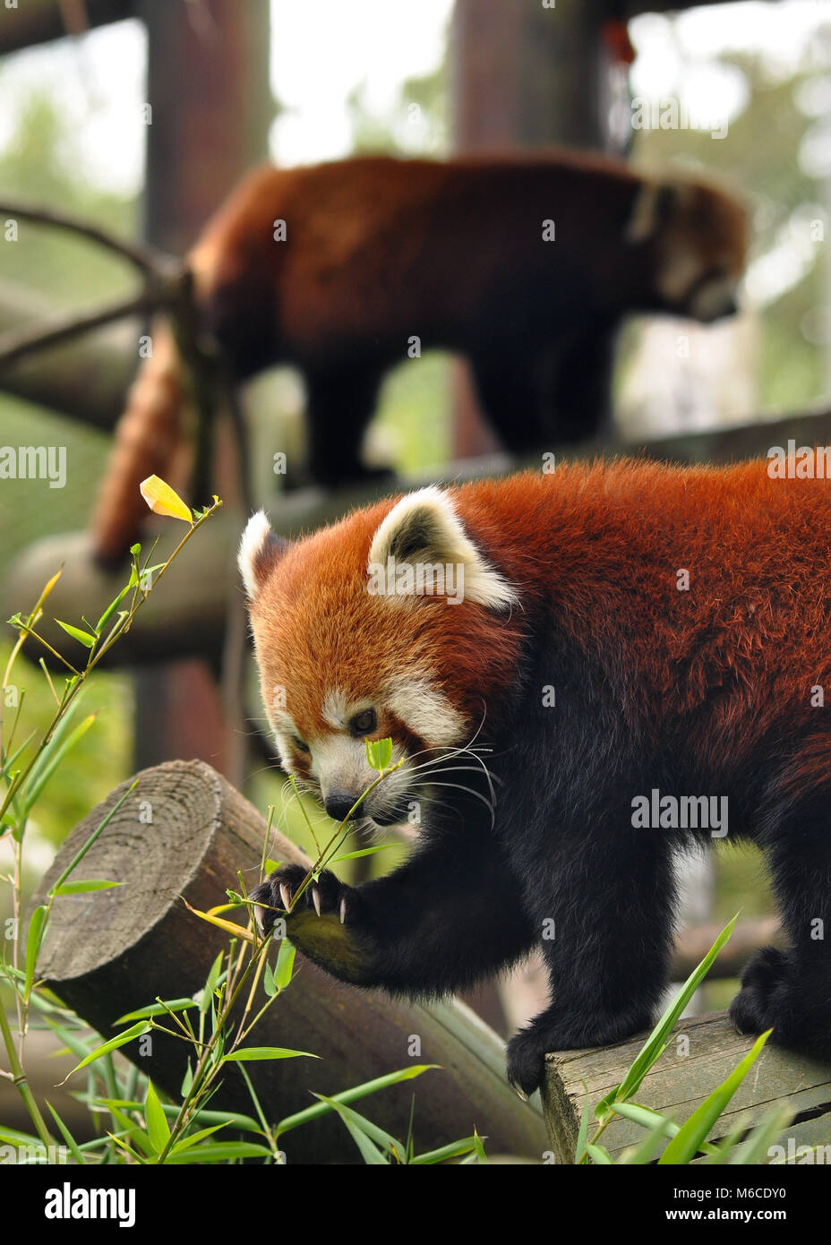 Pair of Red Panda's (Ailurus fulgens) side shot with one of them feeding on bamboo. Taken at Colchester Zoo, UK. Stock Photo