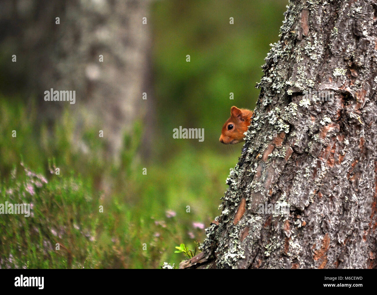 Red Squirrel (Sciurus vulgaris) looking out from behind a tree covered in lichen amongst Scottish forest. Stock Photo