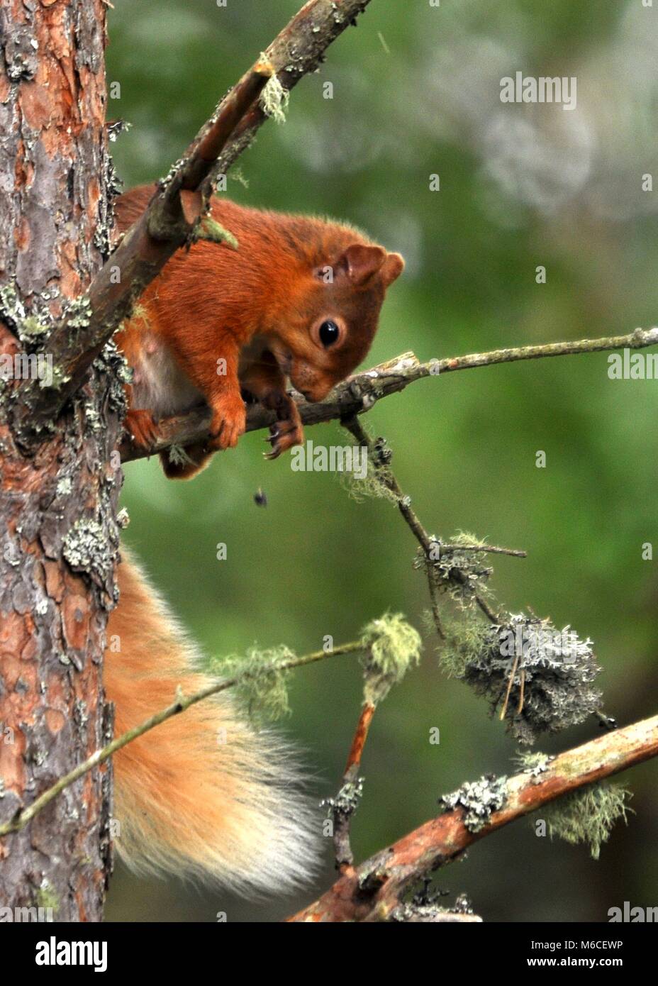 Funny Red Squirrel (Sciurus vulgaris) dropping his nut from his claws whilst perched in a tree, close up. Scotland Stock Photo