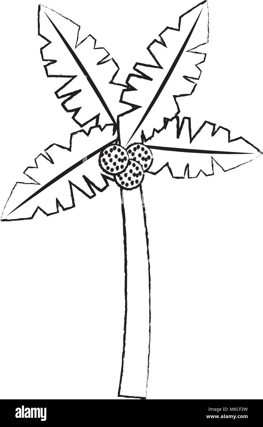 Coconut Tree Black and White Stock Photos & Images - Alamy
