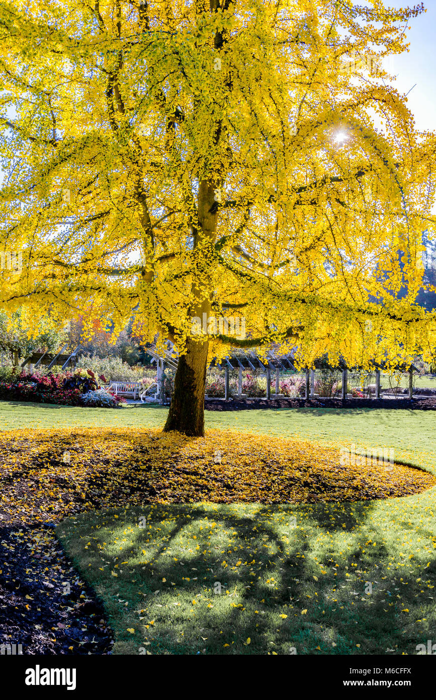 Ginkgo tree, Stanley Park, Vancouver, British Columbia, Canada Stock Photo