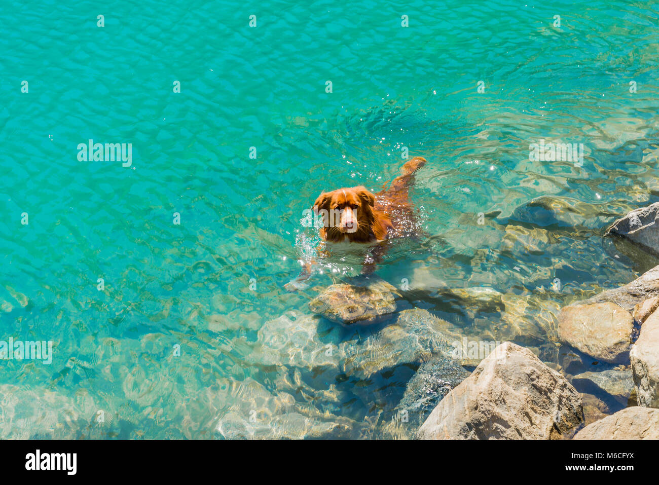 Dog swimming, glacial lake, Joffre Lakes Provincial Park, British Columbia, Canada Stock Photo